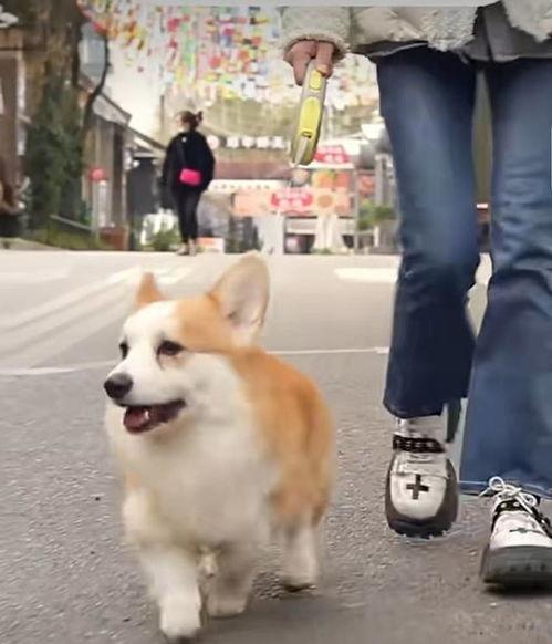 大狗最新爆料图片大全视频,图片大全视频揭秘,精彩瞬间一网打尽 第1张 大狗最新爆料图片大全视频,图片大全视频揭秘,精彩瞬间一网打尽 第1张